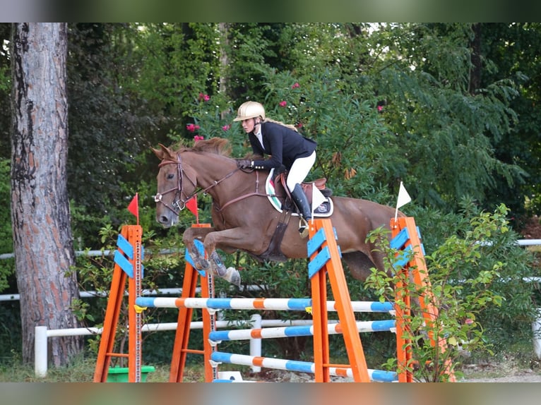 BWP (cheval de sang belge) Jument 12 Ans 178 cm Alezan in Chieti