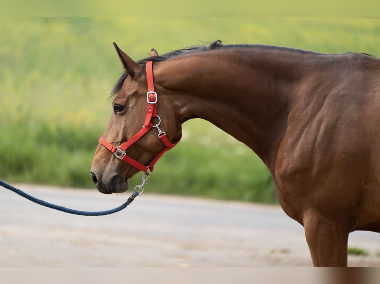 BWP (cheval de sang belge) Jument 12 Ans Bai cerise in Herne