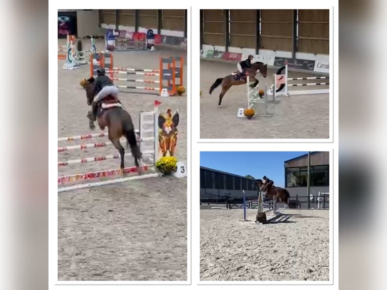 BWP (cheval de sang belge) Jument 13 Ans 160 cm Bai brun in Sprimont