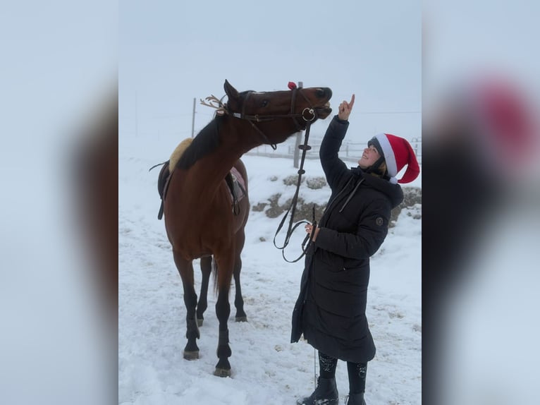 BWP (cheval de sang belge) Jument 13 Ans 168 cm Bai in Alterswil FR