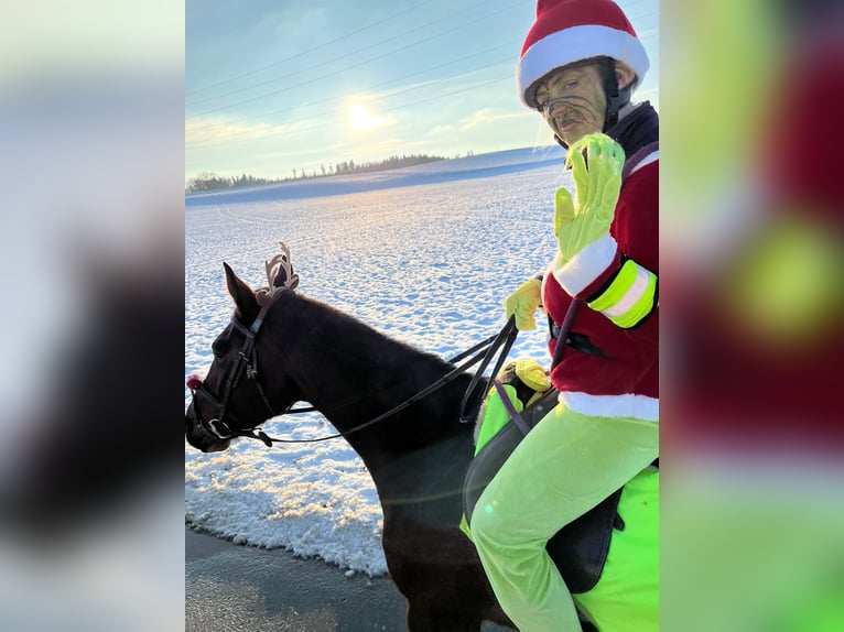 BWP (cheval de sang belge) Jument 13 Ans 168 cm Bai in Alterswil FR