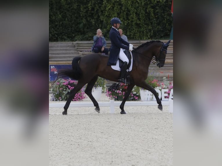 BWP (cheval de sang belge) Jument 13 Ans 175 cm Bai brun foncé in Duffel