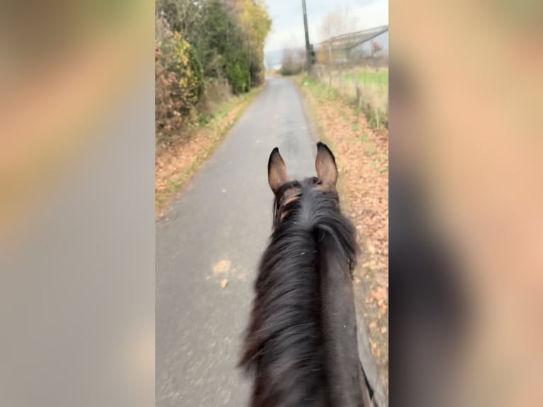 BWP (cheval de sang belge) Jument 14 Ans 160 cm Bai brun in Sprimont