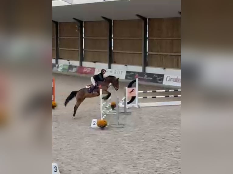 BWP (cheval de sang belge) Jument 14 Ans 160 cm Bai brun in Sprimont