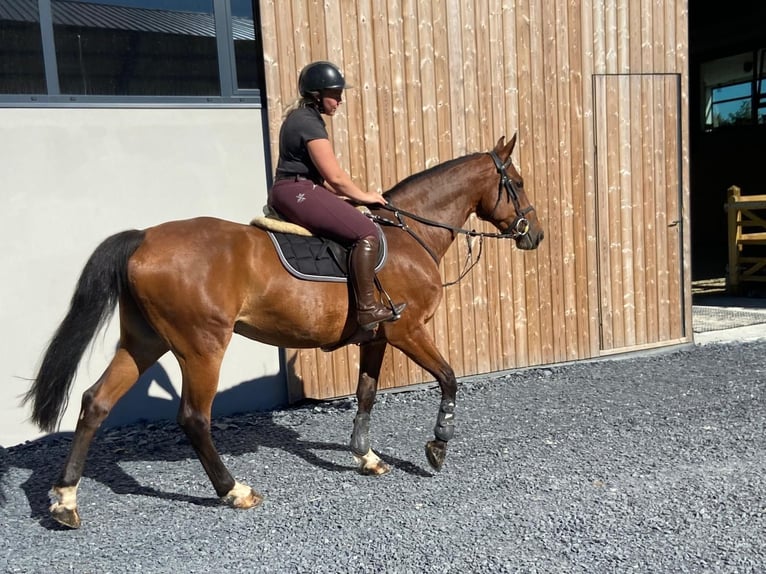 BWP (cheval de sang belge) Jument 14 Ans 160 cm Bai brun in Sprimont