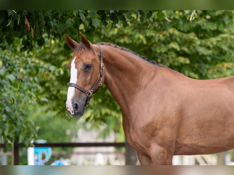BWP (cheval de sang belge) Jument 14 Ans 168 cm  in Kaulille