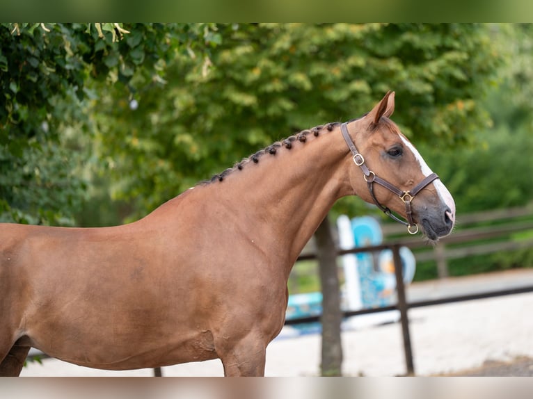 BWP (cheval de sang belge) Jument 14 Ans 168 cm  in Kaulille