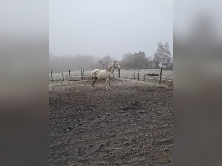 BWP (cheval de sang belge) Jument 14 Ans 173 cm Gris in Bois de Halleux 861  Charneux