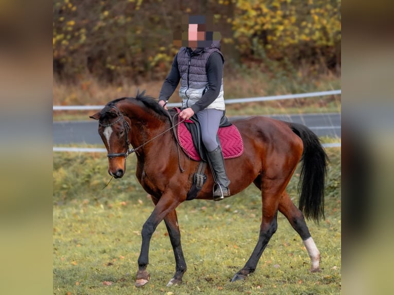 BWP (cheval de sang belge) Jument 15 Ans 165 cm Bai in Heldrungen