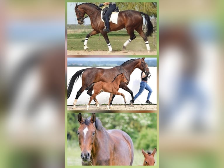 BWP (cheval de sang belge) Jument 15 Ans 165 cm Bai in Heldrungen