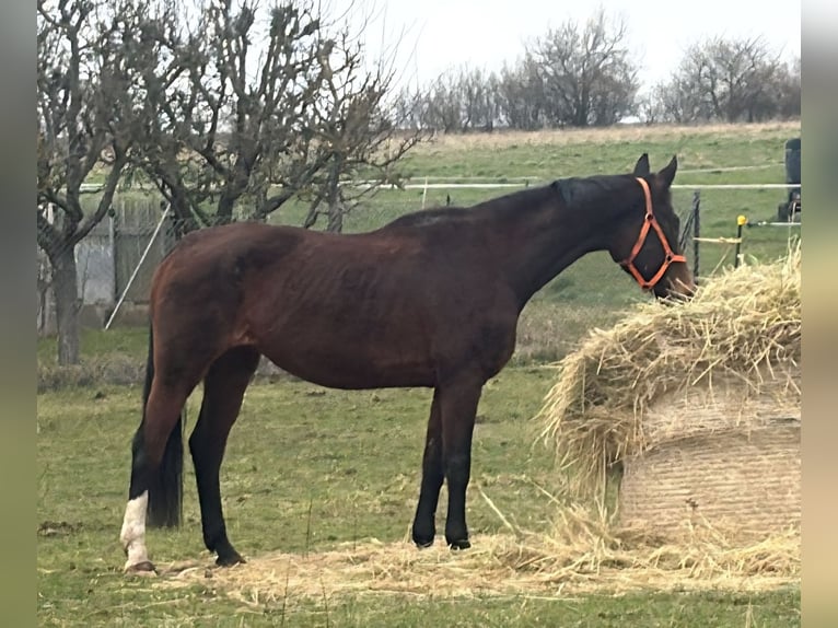 BWP (cheval de sang belge) Jument 15 Ans 165 cm Bai in Heldrungen