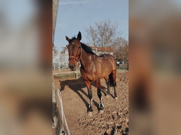 BWP (cheval de sang belge) Jument 15 Ans 168 cm Bai in Aulendorf