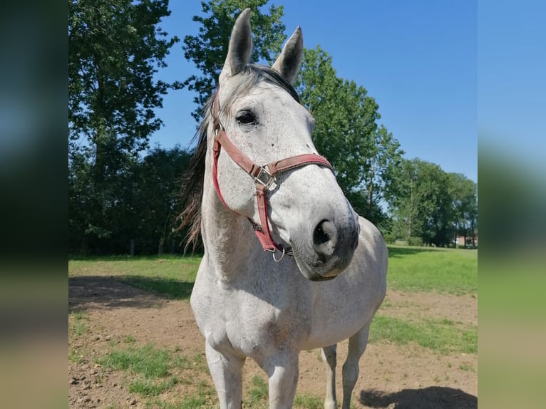 BWP (cheval de sang belge) Jument 15 Ans 168 cm Gris in Grote-Brogel