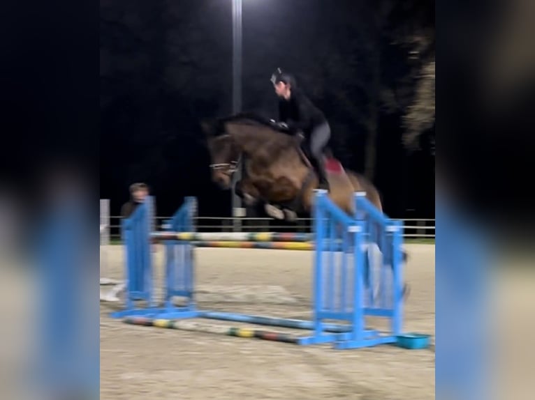 BWP (cheval de sang belge) Jument 15 Ans Bai brun in Dentergem