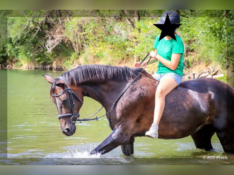 BWP (cheval de sang belge) Jument 16 Ans 162 cm Bai brun in Clermont l'hérault
