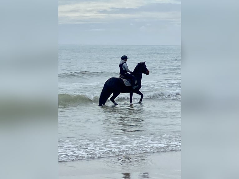 BWP (cheval de sang belge) Jument 16 Ans 162 cm Bai brun in Clermont l'hérault