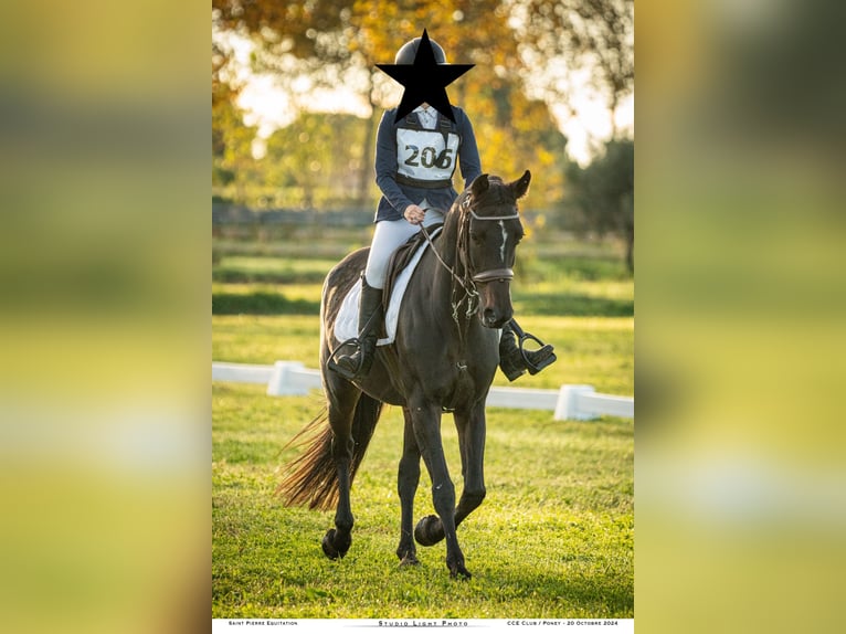 BWP (cheval de sang belge) Jument 16 Ans 162 cm Bai brun in Clermont l'hérault