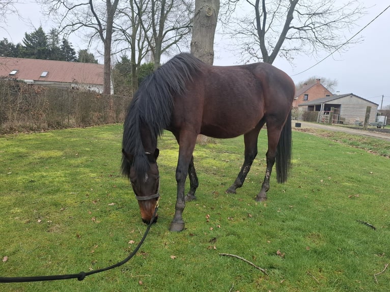 BWP (cheval de sang belge) Jument 16 Ans 164 cm Bai brun in Lier