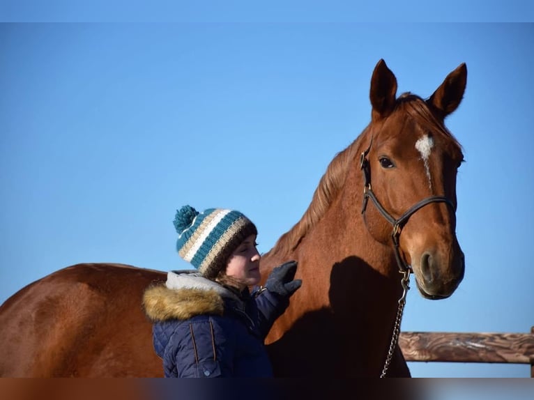 BWP (cheval de sang belge) Jument 16 Ans 168 cm Alezan in Forville