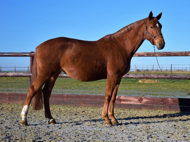 BWP (cheval de sang belge) Jument 16 Ans 168 cm Alezan in Forville