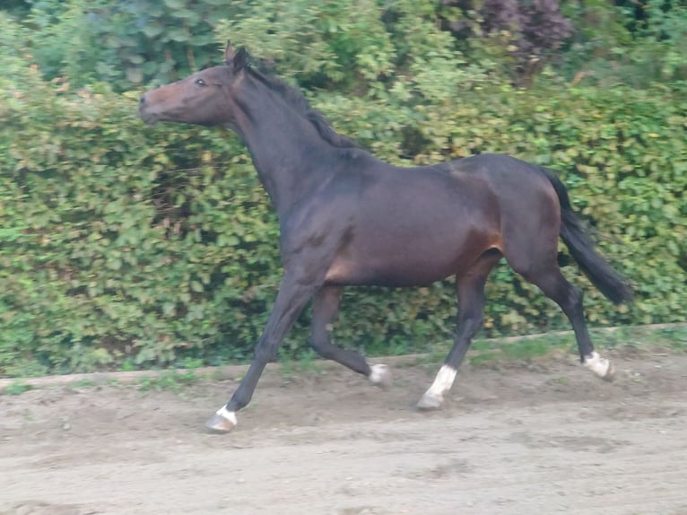 BWP (cheval de sang belge) Jument 16 Ans 168 cm Bai in GROTE-BROGEL