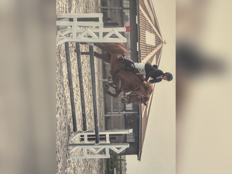 BWP (cheval de sang belge) Jument 17 Ans 146 cm Alezan in Mol
