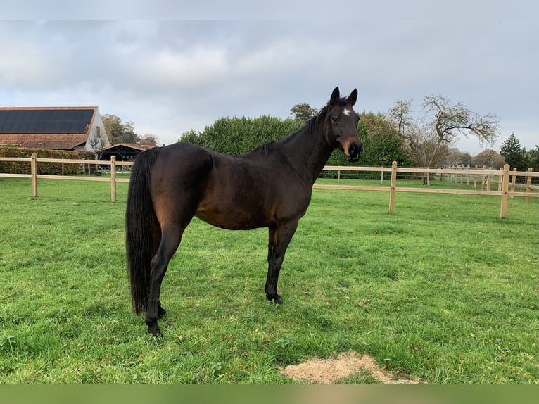 BWP (cheval de sang belge) Jument 17 Ans 165 cm Bai brun in Aalter