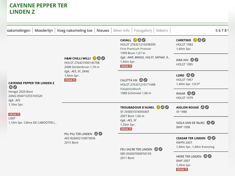 BWP (cheval de sang belge) Jument 17 Ans 165 cm Bai brun in Aalter
