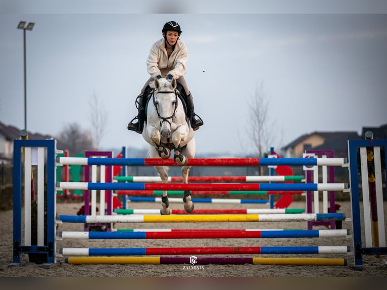 BWP (cheval de sang belge) Jument 19 Ans 163 cm Gris in Darza