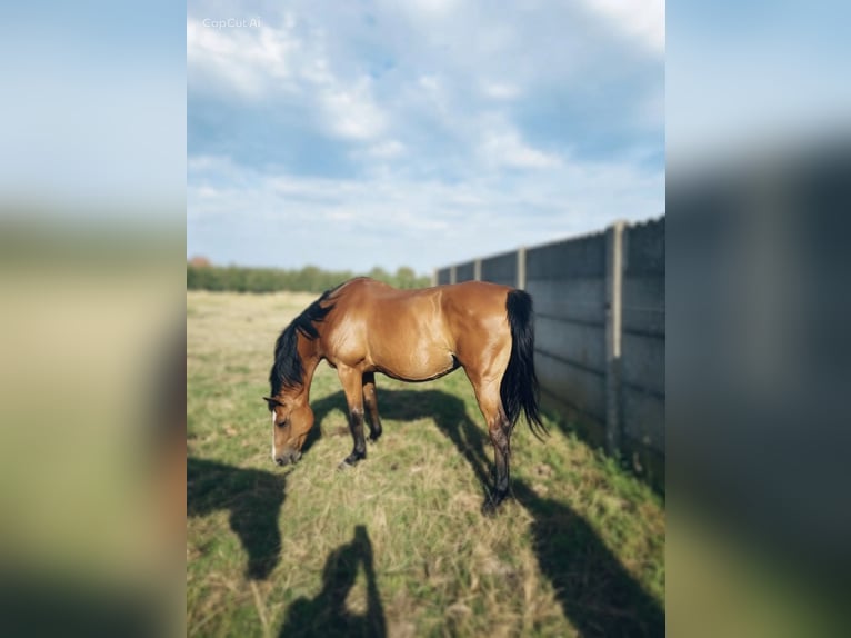 BWP (cheval de sang belge) Jument 19 Ans 165 cm Bai in Geetbets