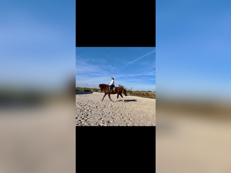 BWP (cheval de sang belge) Jument 19 Ans 173 cm Alezan in G&#xFC;glingen