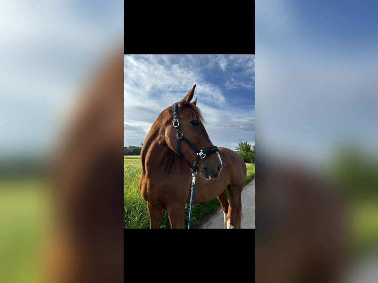 BWP (cheval de sang belge) Jument 19 Ans 173 cm Alezan in G&#xFC;glingen