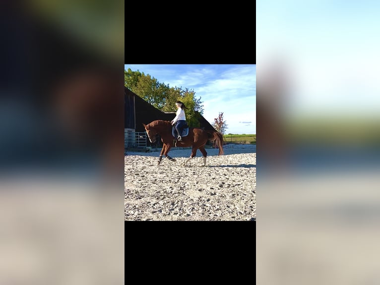 BWP (cheval de sang belge) Jument 19 Ans 173 cm Alezan in G&#xFC;glingen