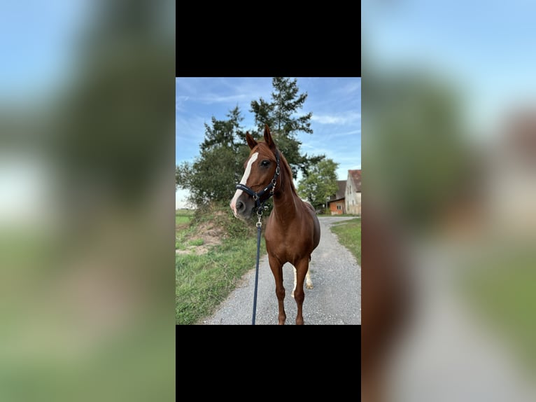 BWP (cheval de sang belge) Jument 19 Ans 173 cm Alezan in G&#xFC;glingen