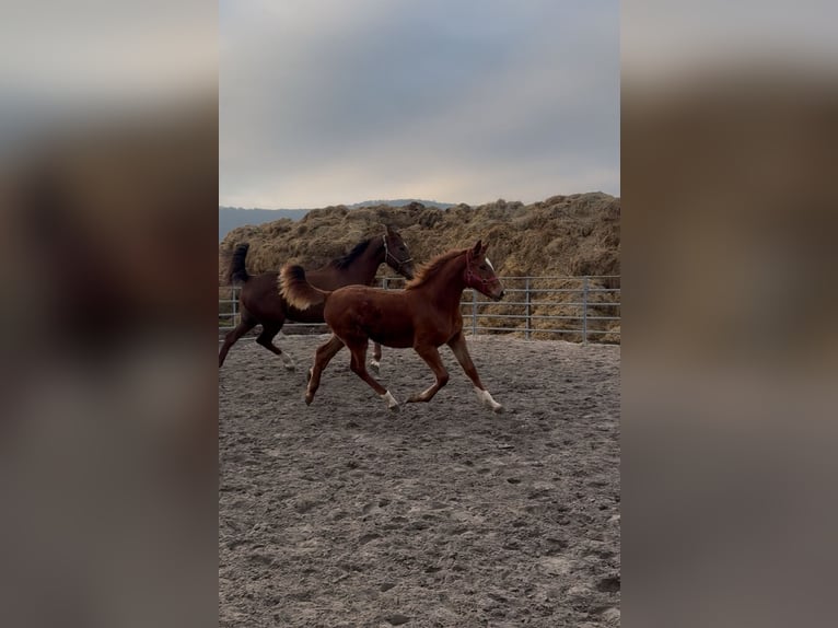 BWP (cheval de sang belge) Croisé Jument 1 Année Alezan in Metz
