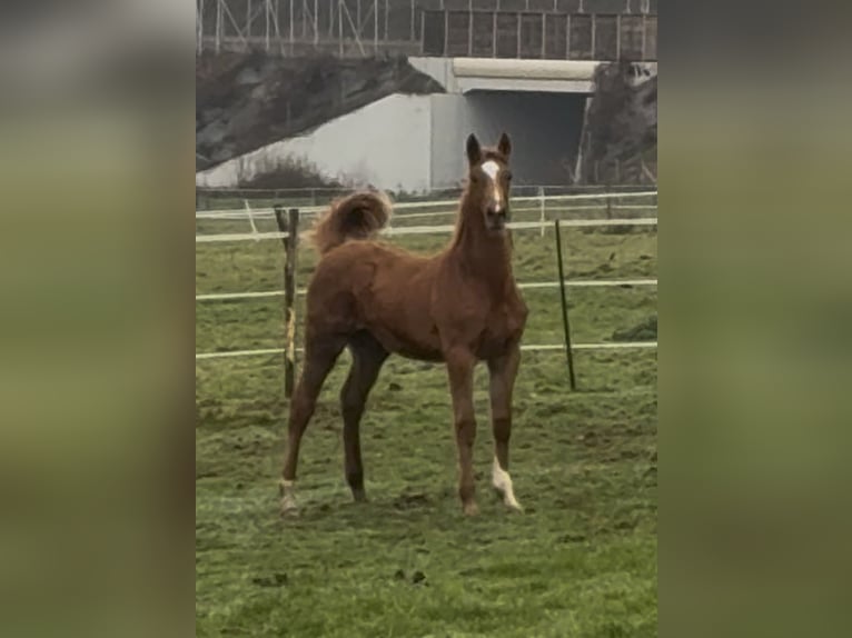 BWP (cheval de sang belge) Croisé Jument 1 Année Alezan in Metz