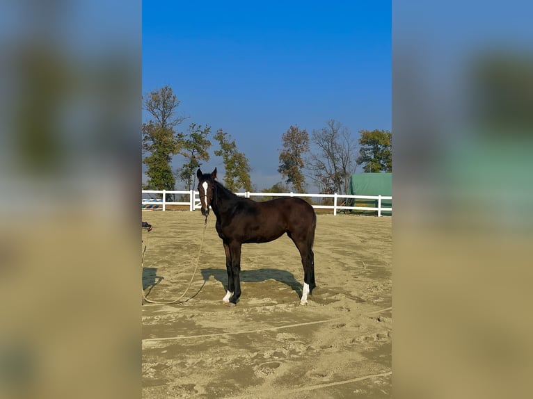 BWP (cheval de sang belge) Jument 1 Année Bai in Spigno Monferrato