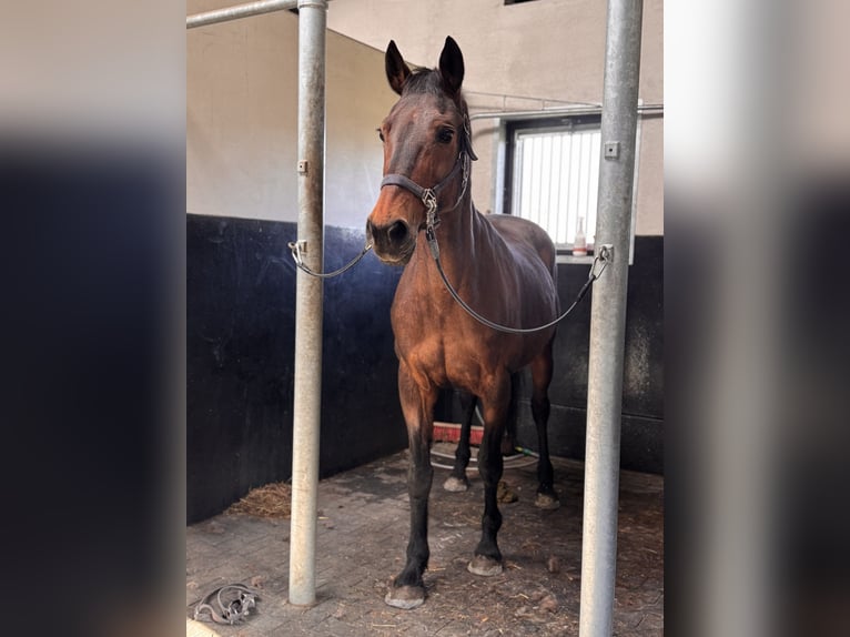 BWP (cheval de sang belge) Jument 21 Ans Bai in Hechtel-Eksel