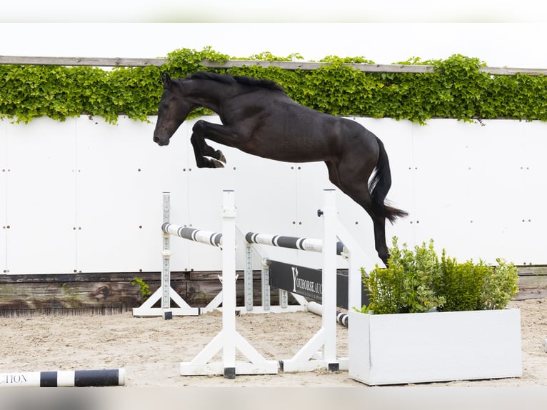 BWP (cheval de sang belge) Jument 2 Ans 145 cm Noir in Waddinxveen
