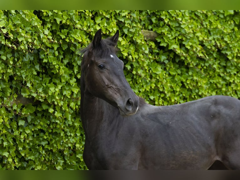BWP (cheval de sang belge) Jument 2 Ans 145 cm Noir in Waddinxveen
