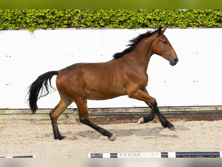 BWP (cheval de sang belge) Jument 2 Ans 150 cm Bai in Waddinxveen