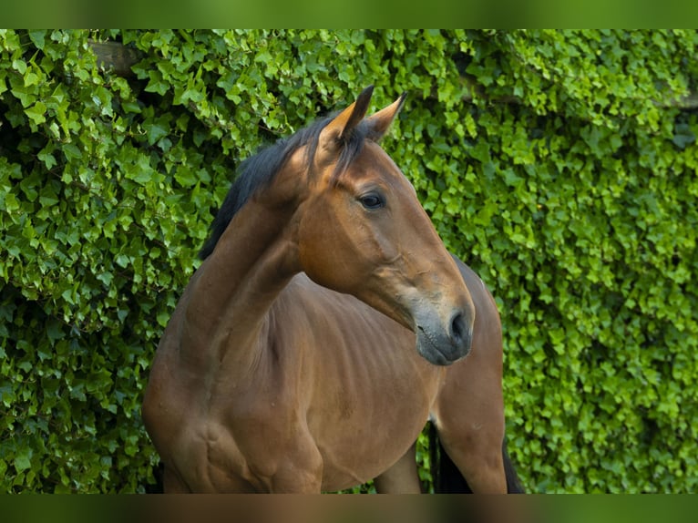 BWP (cheval de sang belge) Jument 2 Ans 150 cm Bai in Waddinxveen