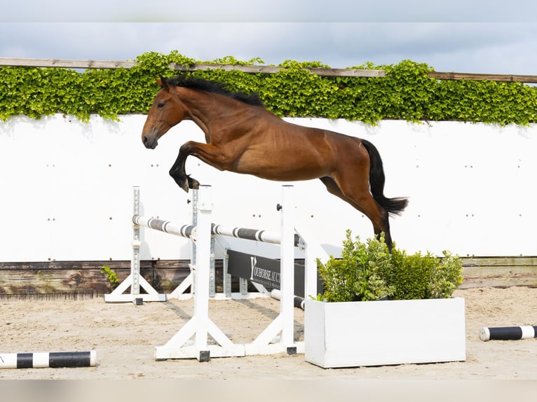 BWP (cheval de sang belge) Jument 2 Ans 150 cm Bai in Waddinxveen