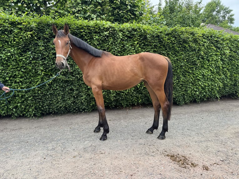 BWP (cheval de sang belge) Jument 2 Ans 160 cm Bai in GROTE BROGEL