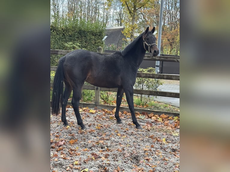 BWP (cheval de sang belge) Jument 2 Ans 168 cm Bai brun in Gestel. Berlaar