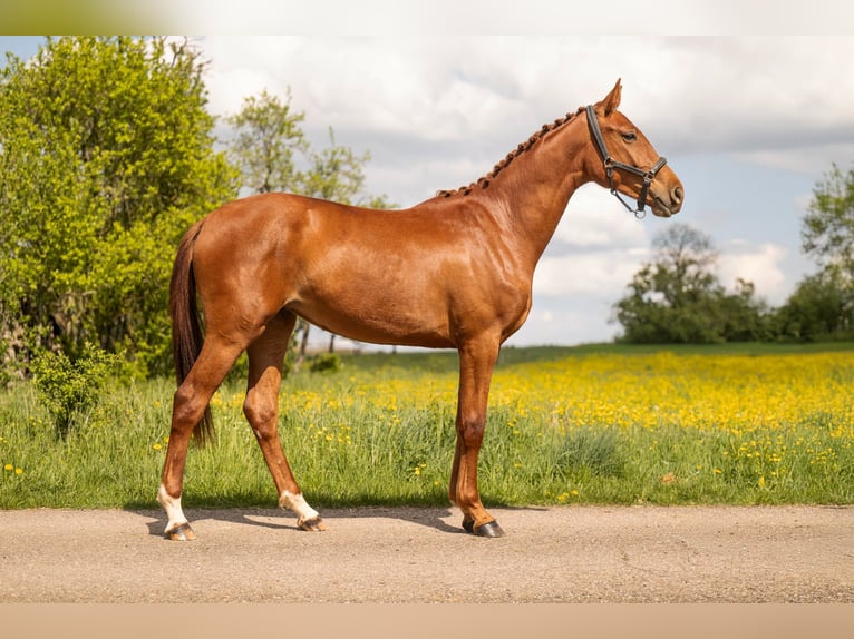BWP (cheval de sang belge) Jument 2 Ans 170 cm Alezan in Moselle