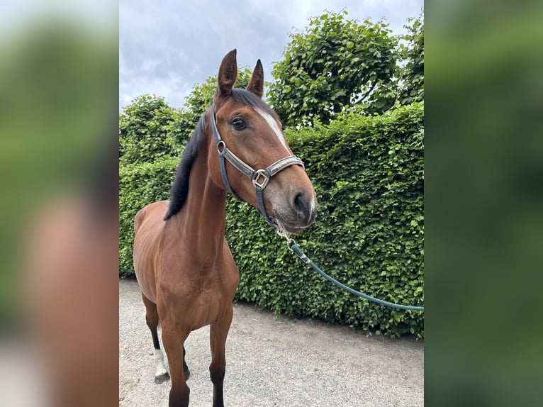 BWP (cheval de sang belge) Jument 2 Ans Bai in GROTE BROGEL