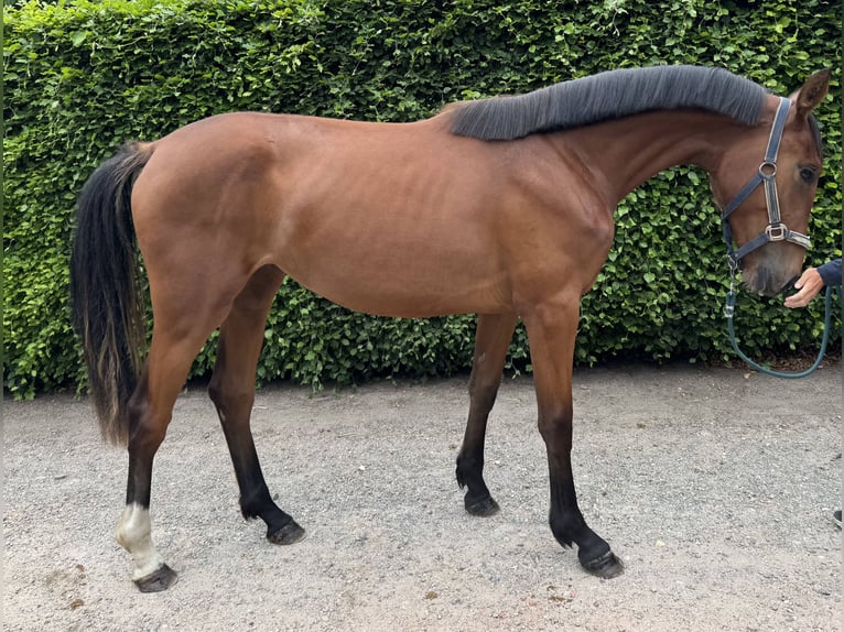 BWP (cheval de sang belge) Jument 2 Ans Bai in GROTE BROGEL