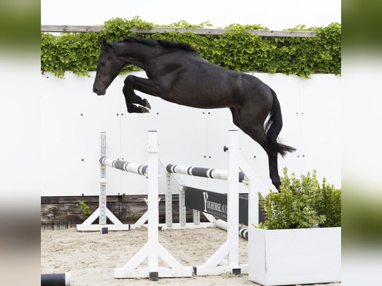BWP (cheval de sang belge) Jument 3 Ans 150 cm Noir in Einbeck
