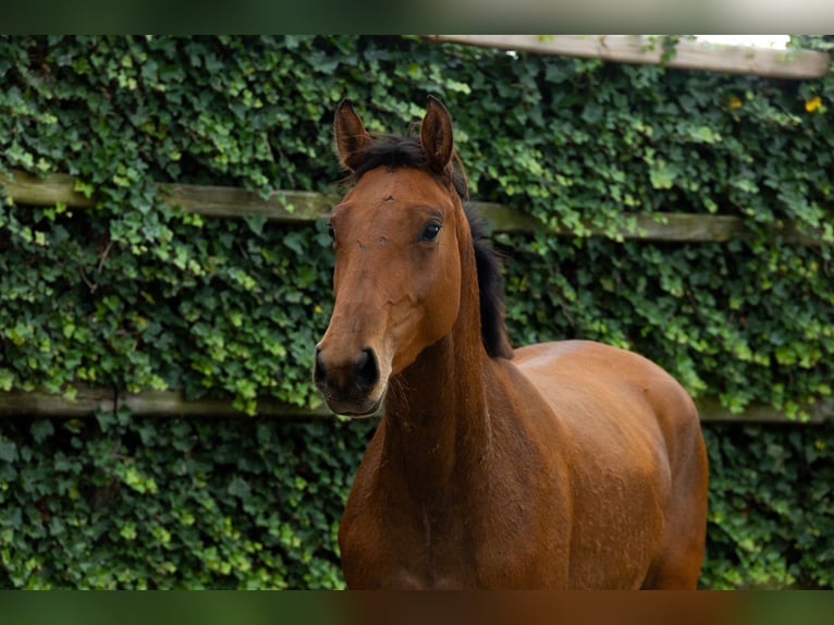 BWP (cheval de sang belge) Jument 3 Ans 153 cm Noir in Waddinxveen BWP (cheval de sang belge) Jument 3 Ans 153 cm Noir in Waddinxveen